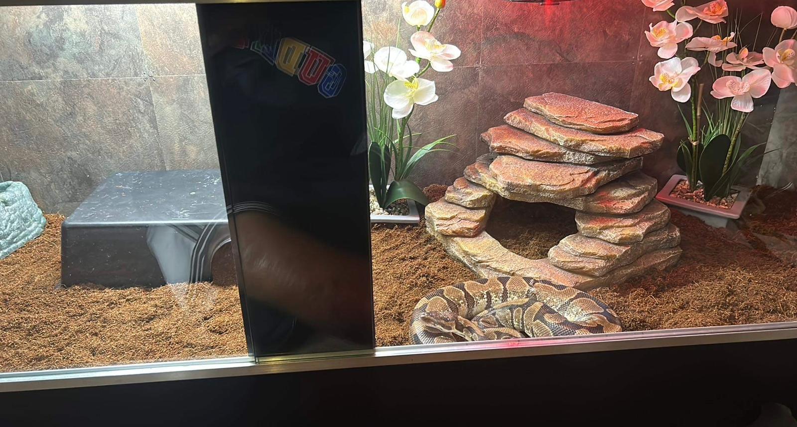 Custom reptile habitat with python and stacked rockscape decor